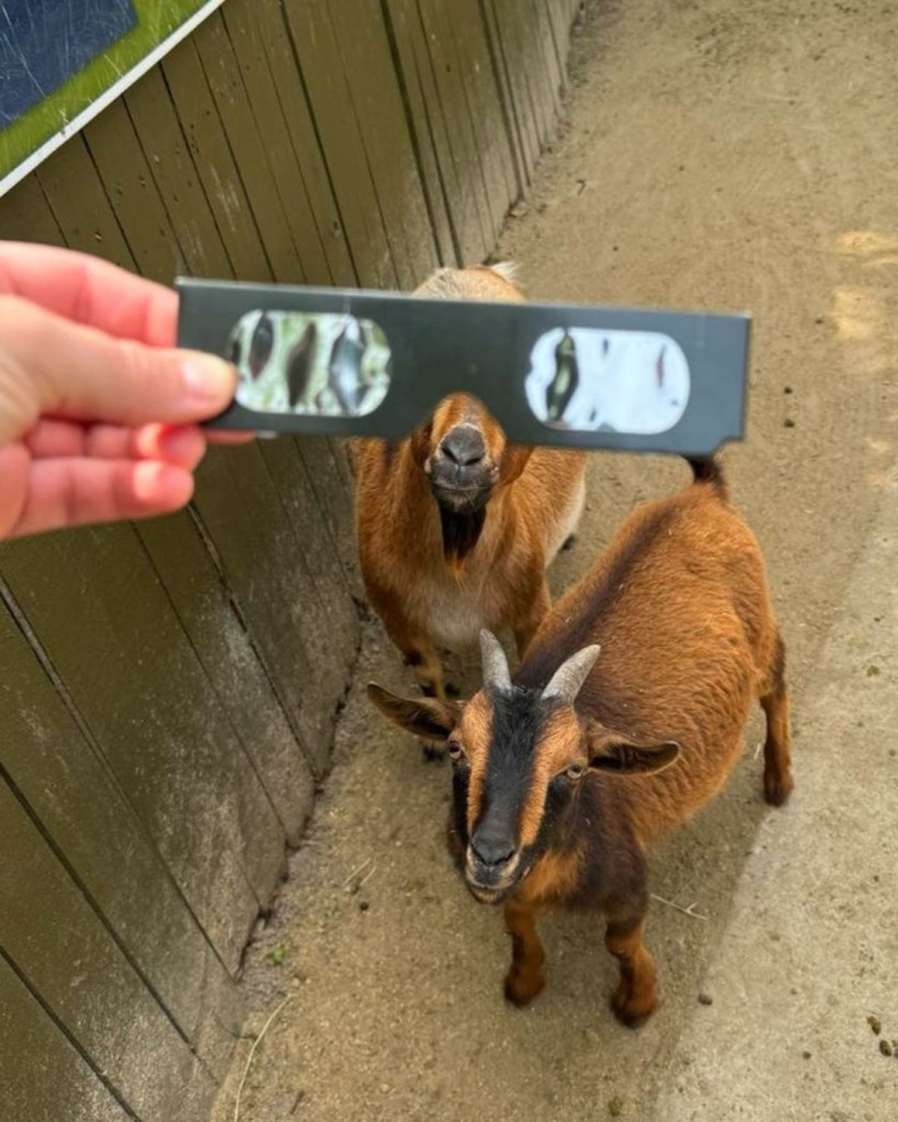 Wild Adventures Goats During 4/8/24 Partial Eclipse