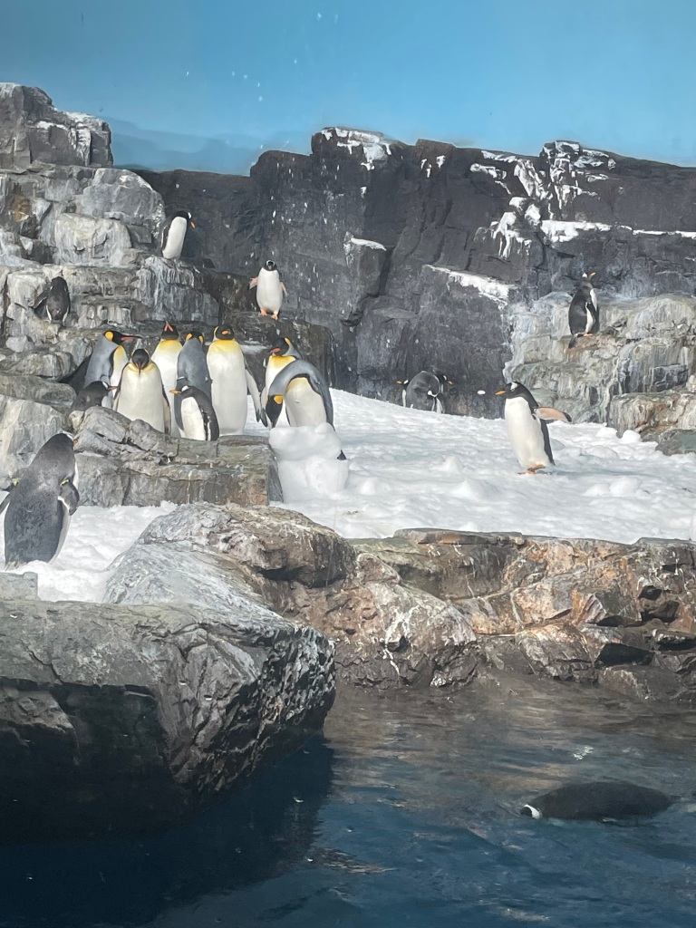 The penguin exhibit at SeaWorld San Antonio