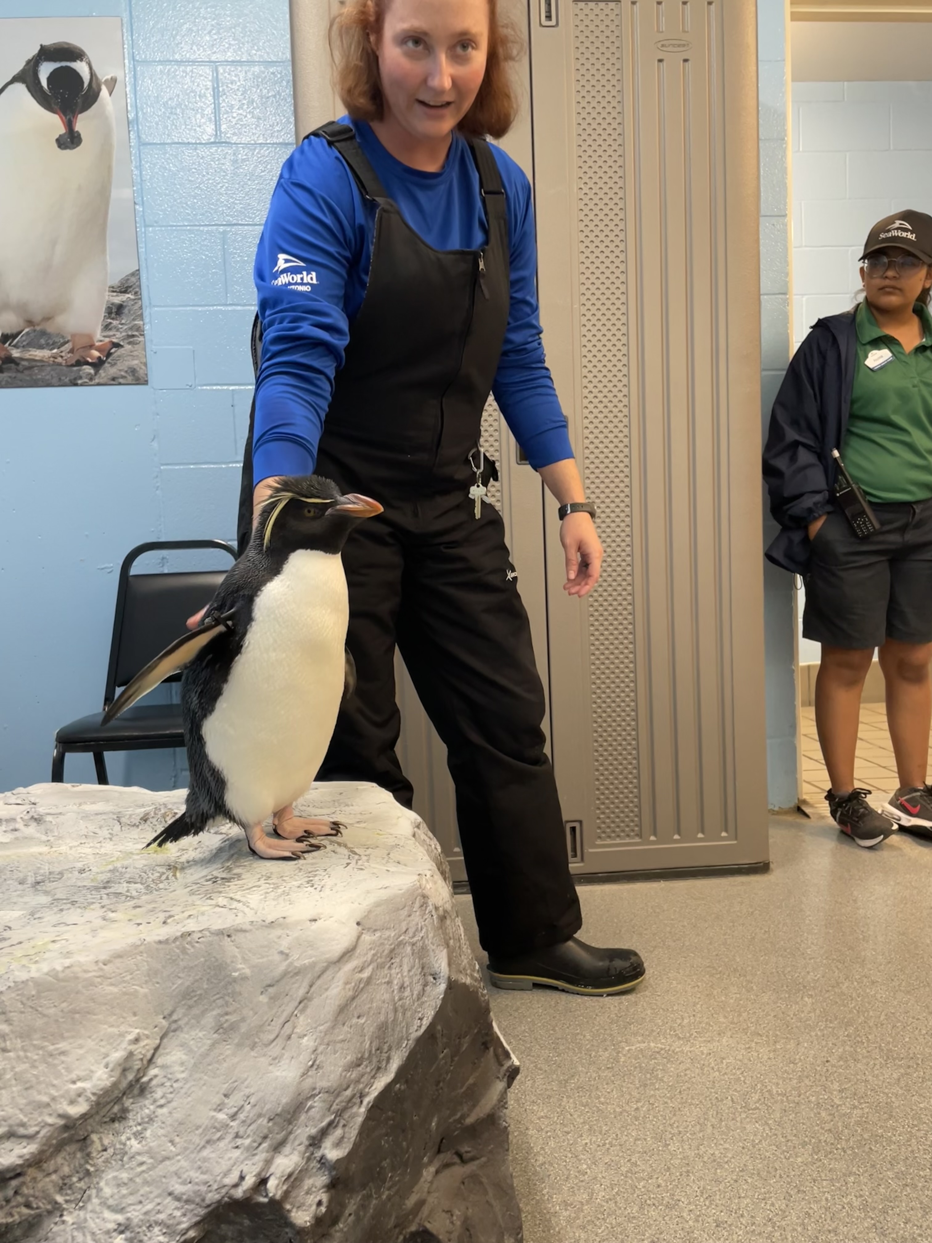Trainer at Penguin Encounter Tour at SeaWorld San Antonio