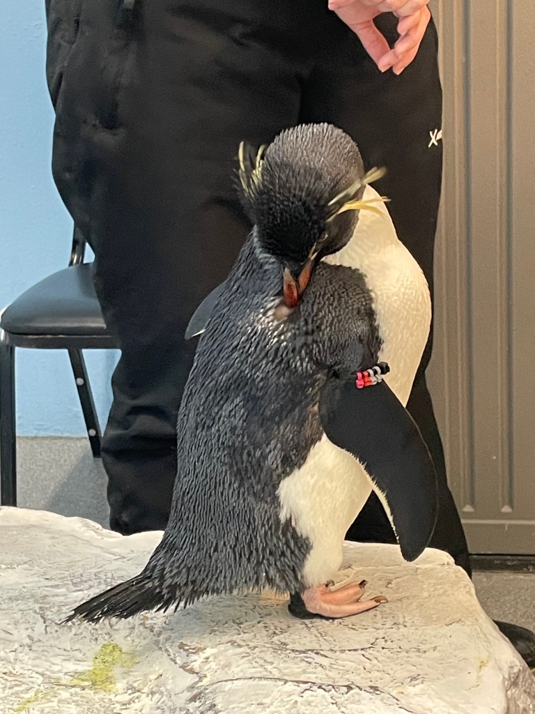Penguin Encounter Tour at SeaWorld San Antonio